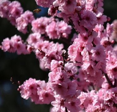 Bee on a pink cherry blossoms. Cherry flowers blossoming in the springtime. Pink cherry blossom in full bloom. Sakura Japanese cherry blossoms in the botanic garden.