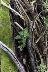 Moss Tree Stems On Forest Floor