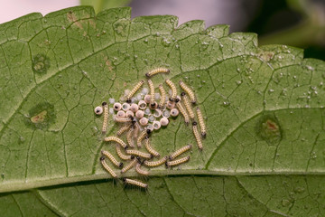A bunch of caterpillars emerging from eggs, under a leaf