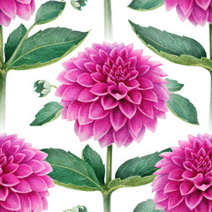Watercolor illustration of dahlia flowers. Seamless pattern