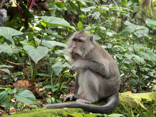 Naklejka na ściany i meble Long Tailed Macaque Monkey