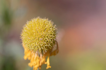 Close-up shot of a Flower Head