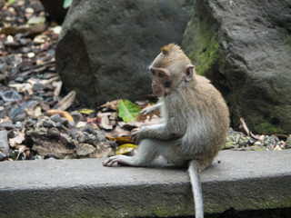 Long Tailed Macaque Monkey