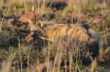 Aardwolf
