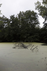 Swampy Lake Overgrow