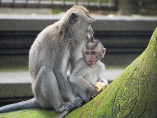 Long Tailed Macaque Monkey