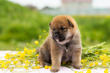 Profile Portrait of lovely two weeks old puppy breed shiba inu sitting on the table in the buttercup meadow