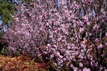 Pink cherry blossom in full bloom. Cherry flowers in small clusters on a cherry tree branch. Sakura Japanese cherry blossoms in the botanic garden.