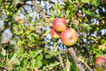 Organic apples fruit on tree branches