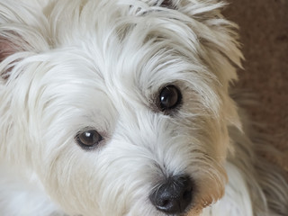 West Highland White Terrier looking in the camera