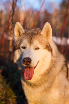 Close-up Image of Beige and white Siberian Husky dog at sunset on red bush background in fall