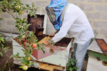 Young apple-tree on the background of an apiary and a beekeeper