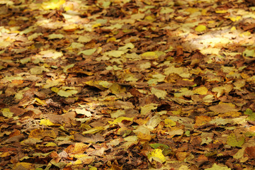 Beautiful autumn forest landscape