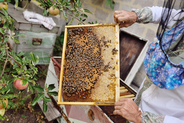 frame for bees close-up in the hands of a beekeeper in the background of the sun and an apiary.