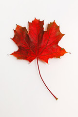 Beautiful autumn maple leaf on a white background.