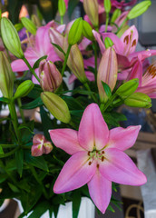 beautiful tender pink lily flowers, unusual shapes growing in the garden