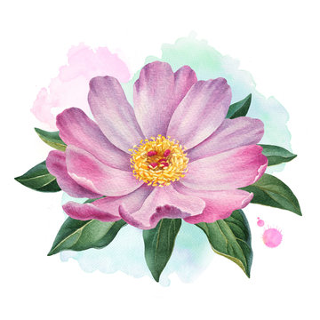A watercolor illustration of the peony flower. Perfect for greeting cards