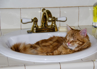 A young ginger haired tomcat sleeping in a sink in the bathroom.