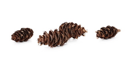 Pine cones isolated on white background