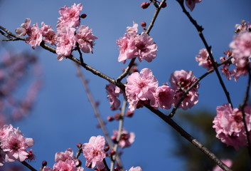 Pink cherry blossom in full bloom. Cherry flowers in small clusters on a cherry tree branch. Sakura Japanese cherry blossoms in the botanic garden.