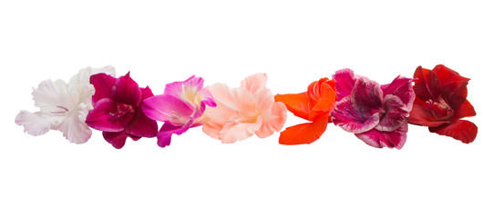 gladiolus flowers isolated