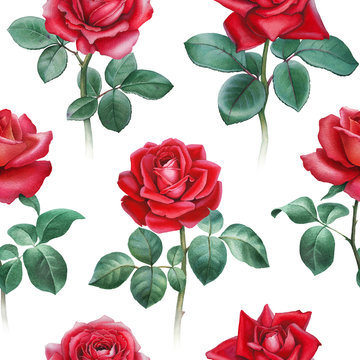Watercolor illustration of roses. Seamless pattern