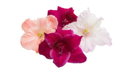 Fototapeta na wymiar gladiolus flowers isolated