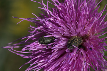 2 Käfer steck in einer Distelblüte