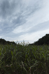 Field On Dark Evening Landscape