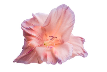 Fototapeta na wymiar gladiolus flowers isolated
