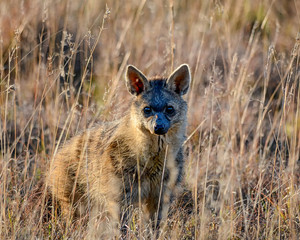 Aardwolf