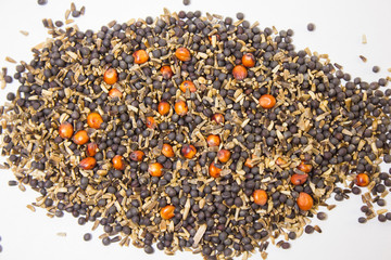 mélange de graines de sorgho colza chicorée