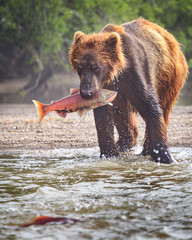 Kamchatka brown bear hunting salmon on the cold water of lake Kurile in wild Kamchatka
