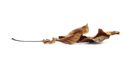 Dry leaf isolated on white background