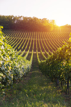 Fototapeta vineyard with ripe grapes in countryside at sunset