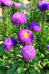 summer riot of flowers