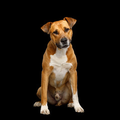 Obedient Red Dog Sitting and Curious Looking Isolated on Black Background