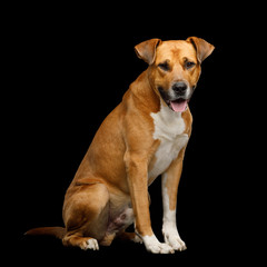Obedient Red Dog Sitting and Waiting Isolated on Black Background