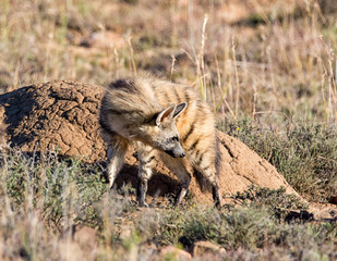 Aardwolf