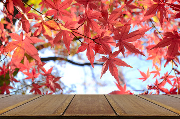 Naklejka na ściany i meble Perspective wood counter with Japanese maple tree garden in autumn.
