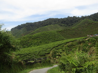 Fototapeta na wymiar The road in tea plantation