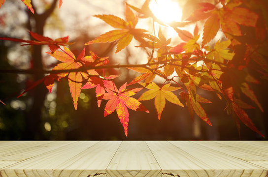 Perspective wood counter with Japanese maple tree garden in autumn.