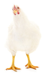 White hen isolated.