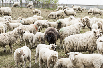Fototapeta premium Black Sheep