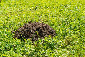 molehill on the lawn in bright sunlight - copy space