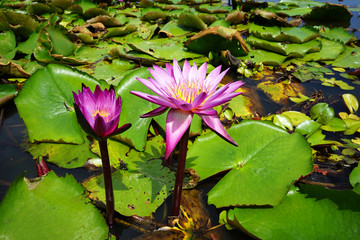 Beautiful red lotus flower in the lotus pond on the sunny day