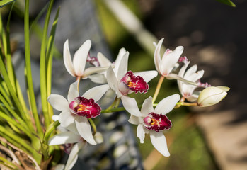 Cymbidium insigne on nature.Orchid flower. Jungle flower. Orchid tropical rainforest. Cymbidium...