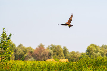 Soaring in the blue sky Hawk Buzzard (buteo buteo). Hawk looking for prey.