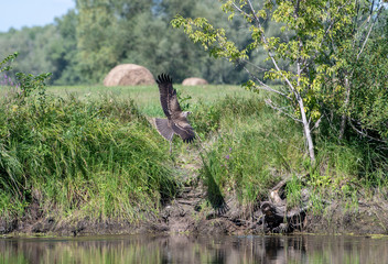 Attack of the Hawk common Buzzard (buteo buteo). The hawk preys on small fish.
