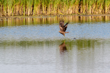 Attack of the Hawk common Buzzard (buteo buteo). The hawk preys on small fish.